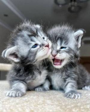 ~Regalo hermoso Gatitos Maine Coon,