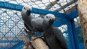 LOROS YACOS PAPILLIEROS COLA ROJA 7