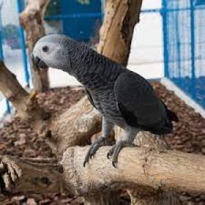 LOROS YACOS PAPILLIEROS COLA ROJA 0000