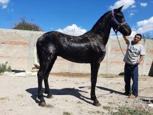 REGALO CABALLO FRISON PARA ADOPCION 5