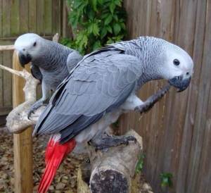 Regalo loros yacos cola roja mi whatsap14