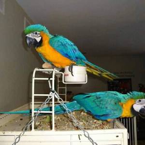 Regalo loros guacamayo oro y azul18