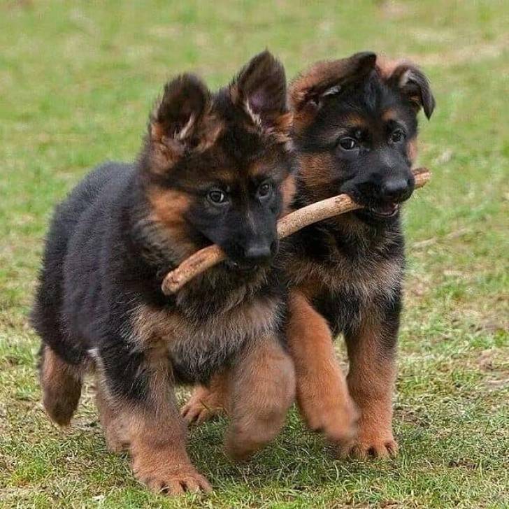 Regalo preciosa pastors  aleman cachorros.