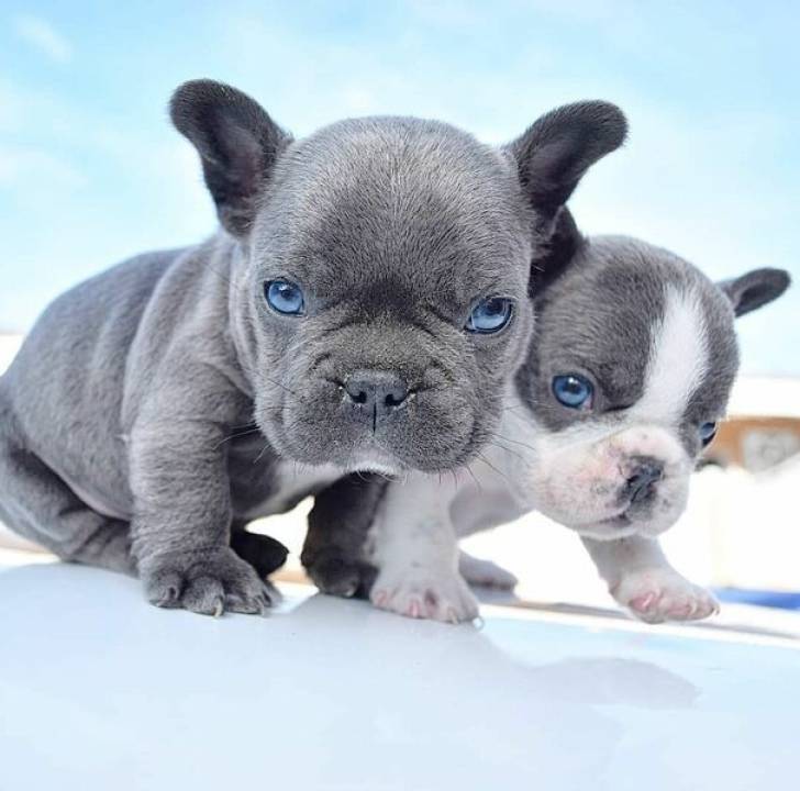 ~Regalo lindo bulldog frances cachorros9