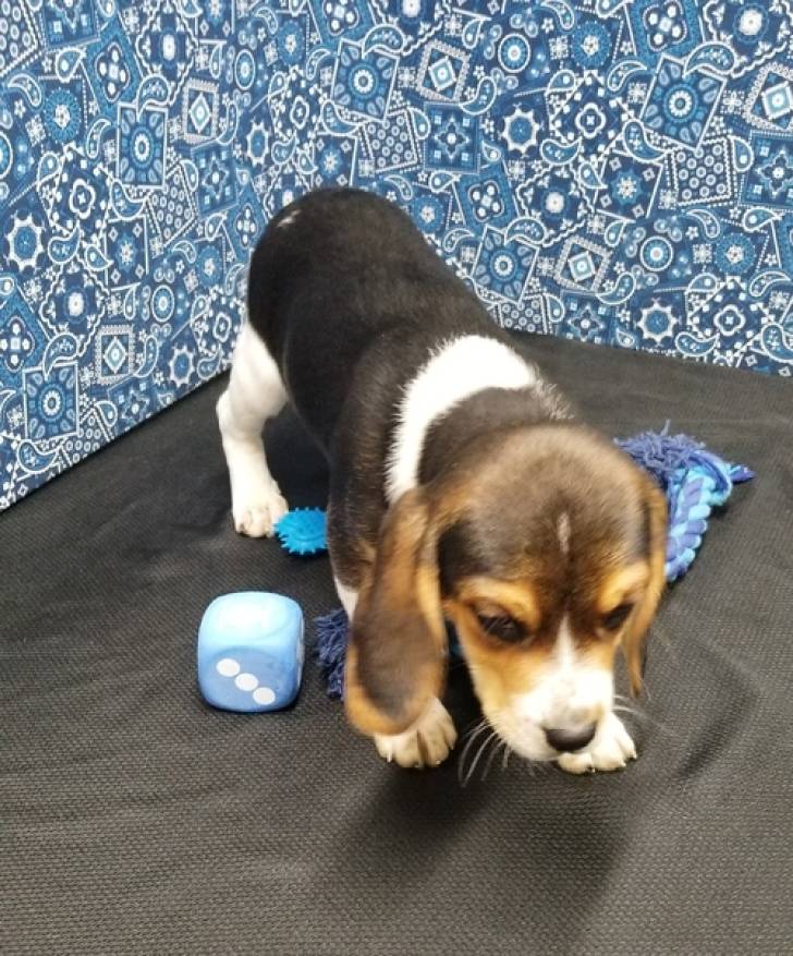 ~Regalo lindo BEAGLE cachorros ....
