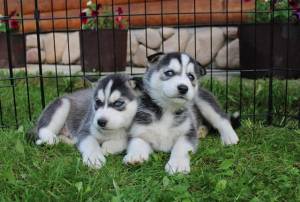 Regalo hermos husky siberiano cachorros 14