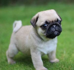 Regalo .lindo carlino pug cachorros ´´