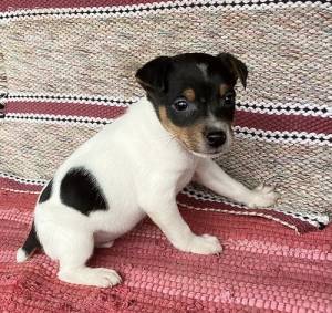 REGALO jack russell cachorros navidad /