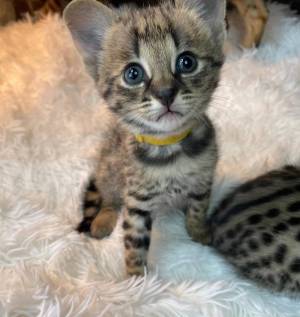 ~~REGALO PRECIOSA GATITOS BENGALA(BENGALI) 1