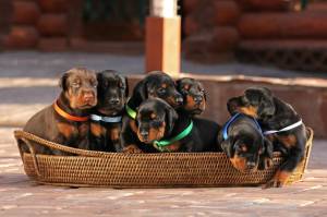 REGALO PRECIOS DOBERMANN CACHORROS 20