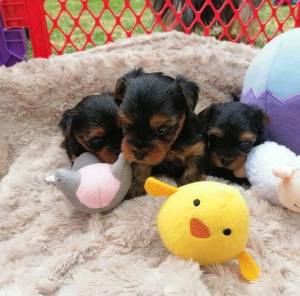 REGALO LINEAS AMERICANOS YORKSHIRE TOY 5