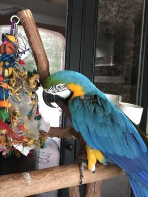 REGALO LINDO DE LOROS GUACAMAYOS